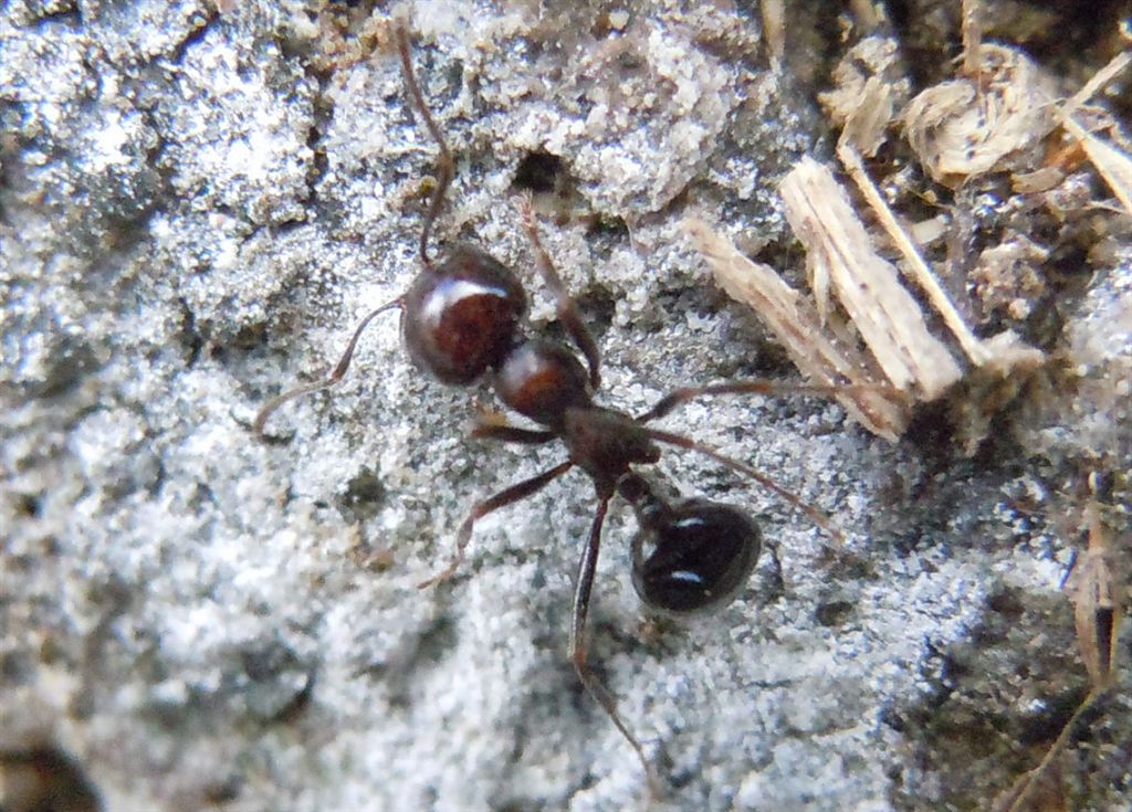 Messor minor, Formicidae
